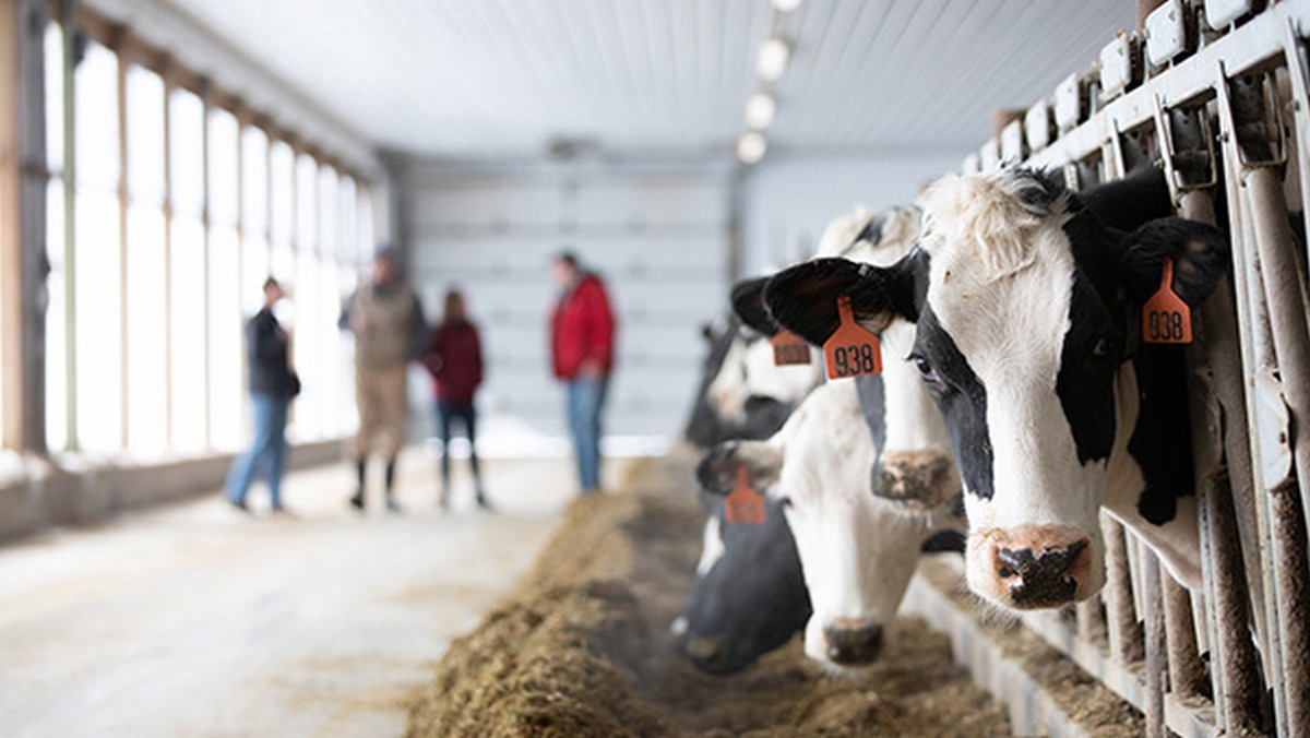Fermierii din Iași sunt interesați de programul pentru tinerii angajați în domeniul agricol, unde pot obține până la 1.000 de lei lunar. Cererile se pot depune în continuare la Direcția Agricolă