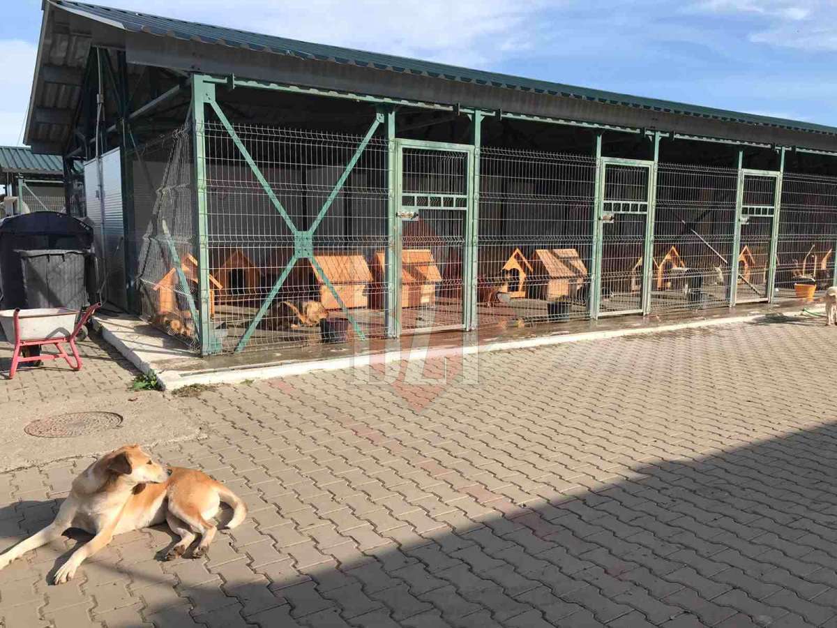 Salubris SA cumpără 100 de tone de hrană pentru câini! Valoarea contractului este de 50.000 de euro