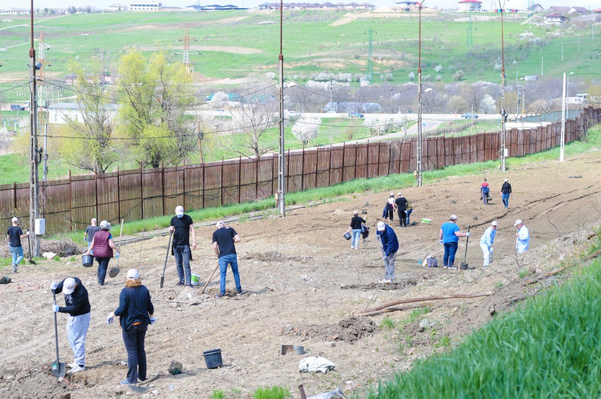 Voluntarii Antibiotice au sărbătorit “Ziua Pământului” plantând oxigen în comunitate