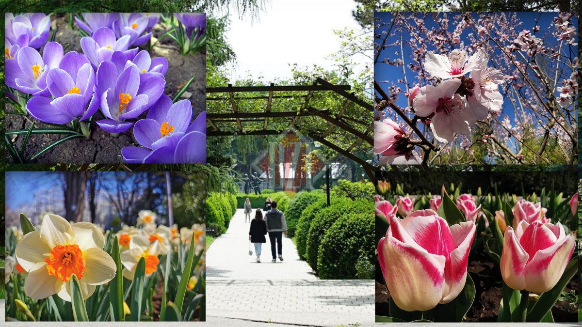 Acestea sunt ultimele transformări din Grădina Botanică din Iași! Totul este surprins în secvențe și imagini spectaculoase de colecție – GALERIE FOTO EXCLUSIV