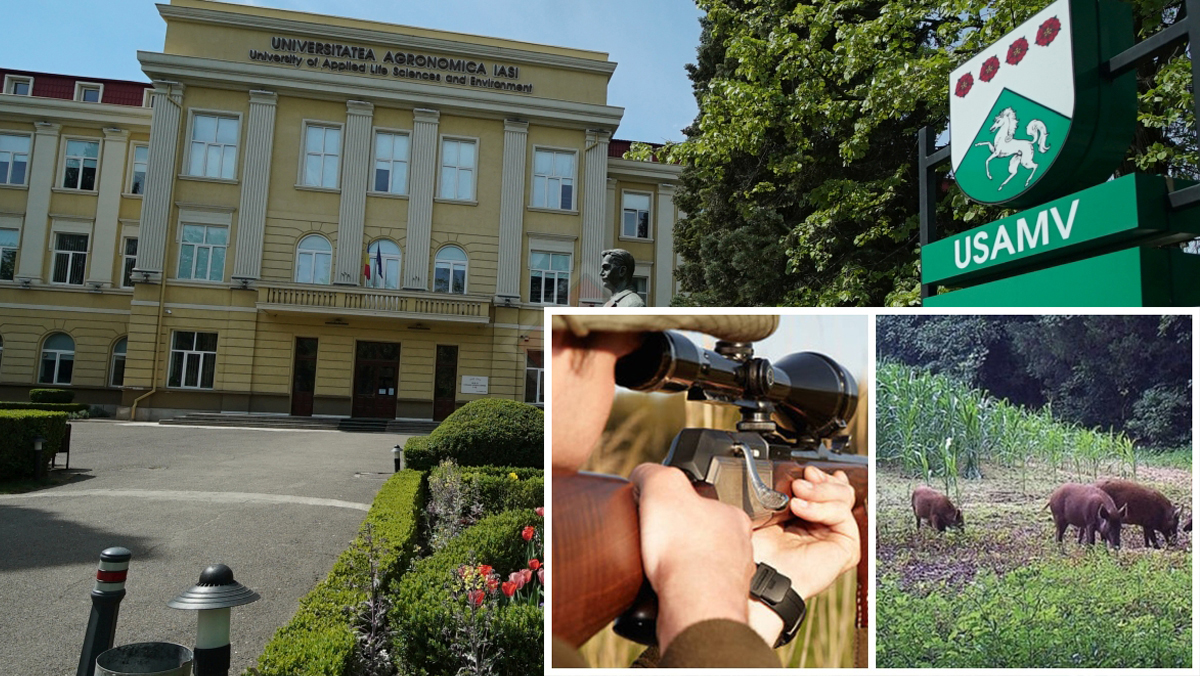 Spectaculos! Universitatea de Agronomie din Iași gestionează un uriaș fond de vânătoare, de 18.450 de hectare, în localitatea Frasin, județul Suceava. Aici, studenții desfășoară activitățile practice de maxim impact