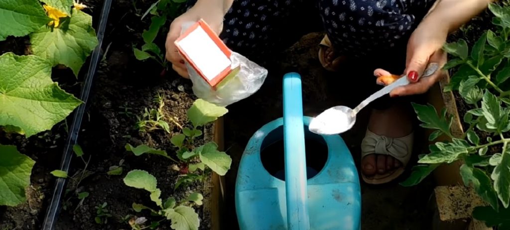 Bicarbonat de sodiu pentru melci: Trucul pe care îl știe orice grădinar
