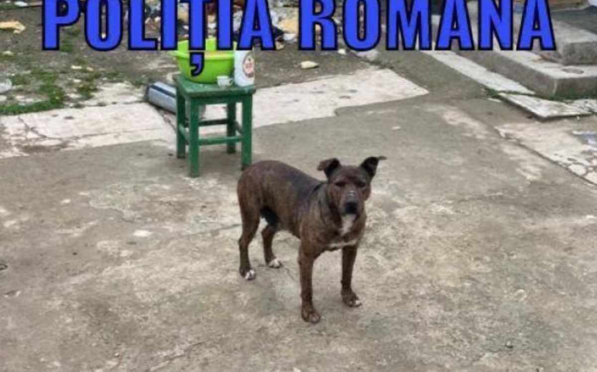 Poliţia Animalelor Arad a salvat trei câini care nu aveau apă şi mâncare de cinci zile – VIDEO
