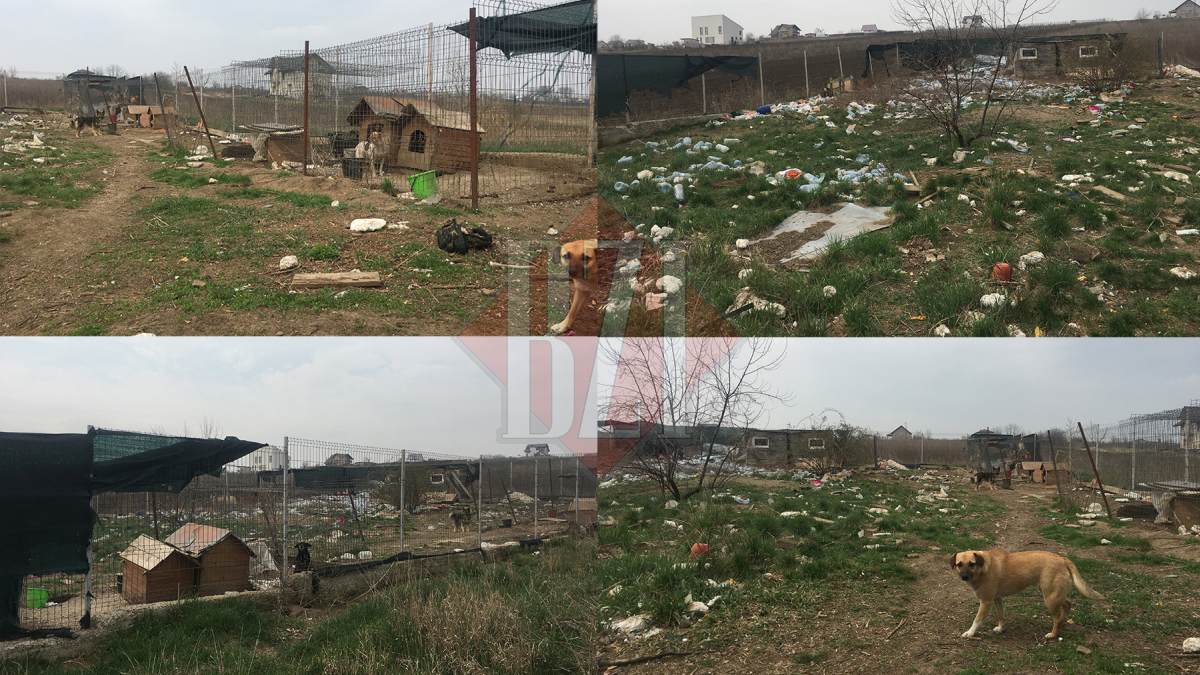 Femeia care a pus pe jar o întreagă comunitate de la marginea Iașului! Câinii erau ținuți în condiții groaznice: Poliția Animalelor – „Nu au fost respectate normele de zooigienă” – FOTO