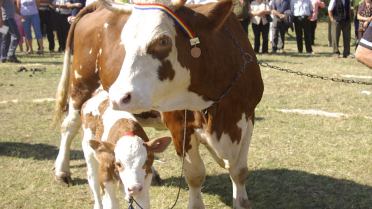 Cât trăiește o vacă: Informații pe care le știe orice fermier