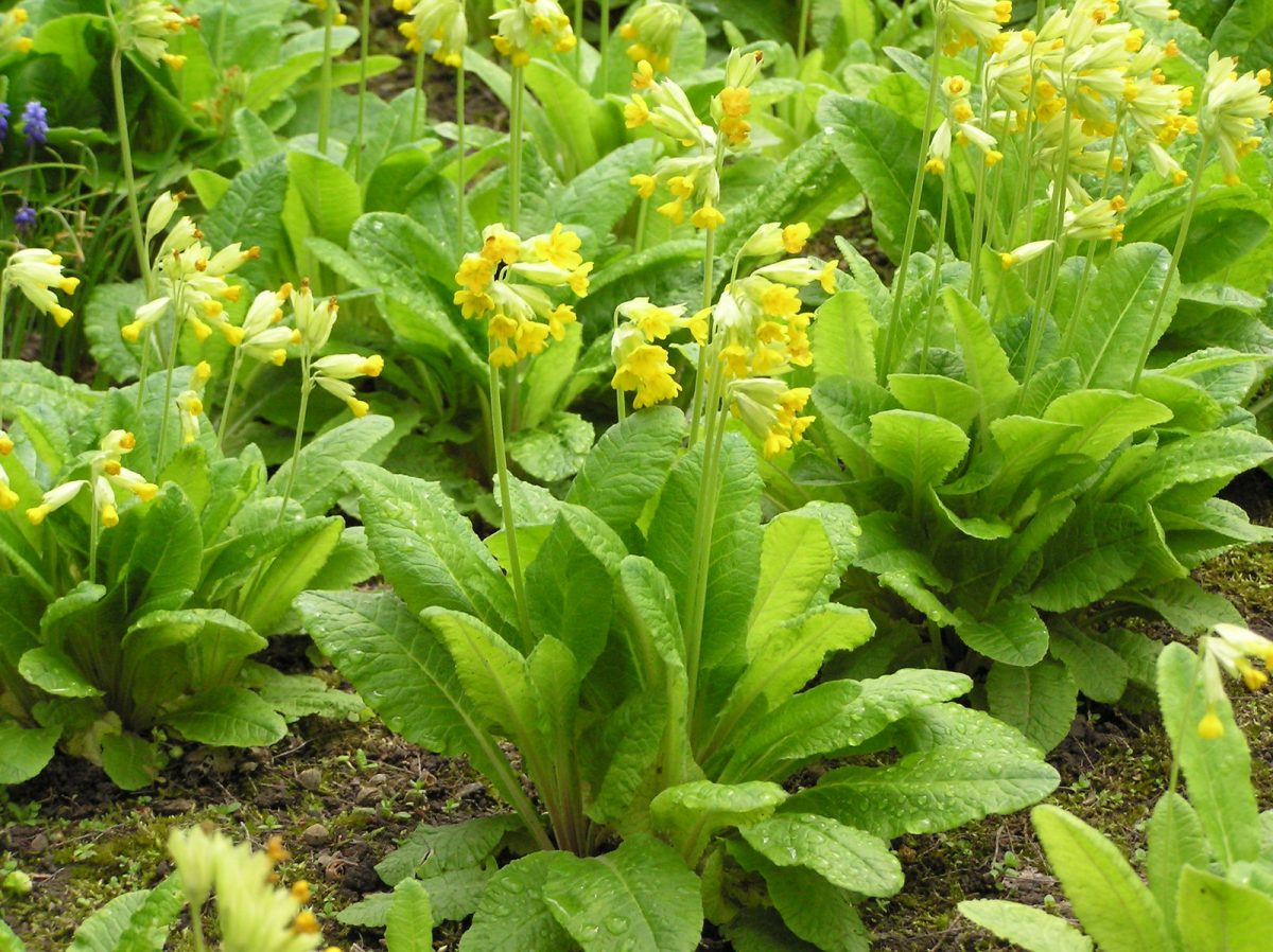 Ciuboţica cucului – Ghid complet pentru cultivare optimă