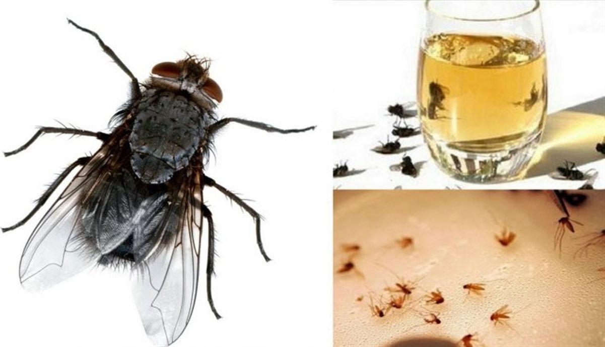 Cum să scapi de muște și alte insecte supărătoare în sezonul cald. Remedii simple la îndemâna tuturor