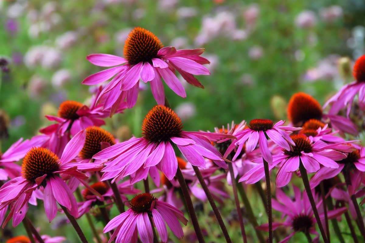 Echinacea: cum se folosește această plantă care întărește imunitatea