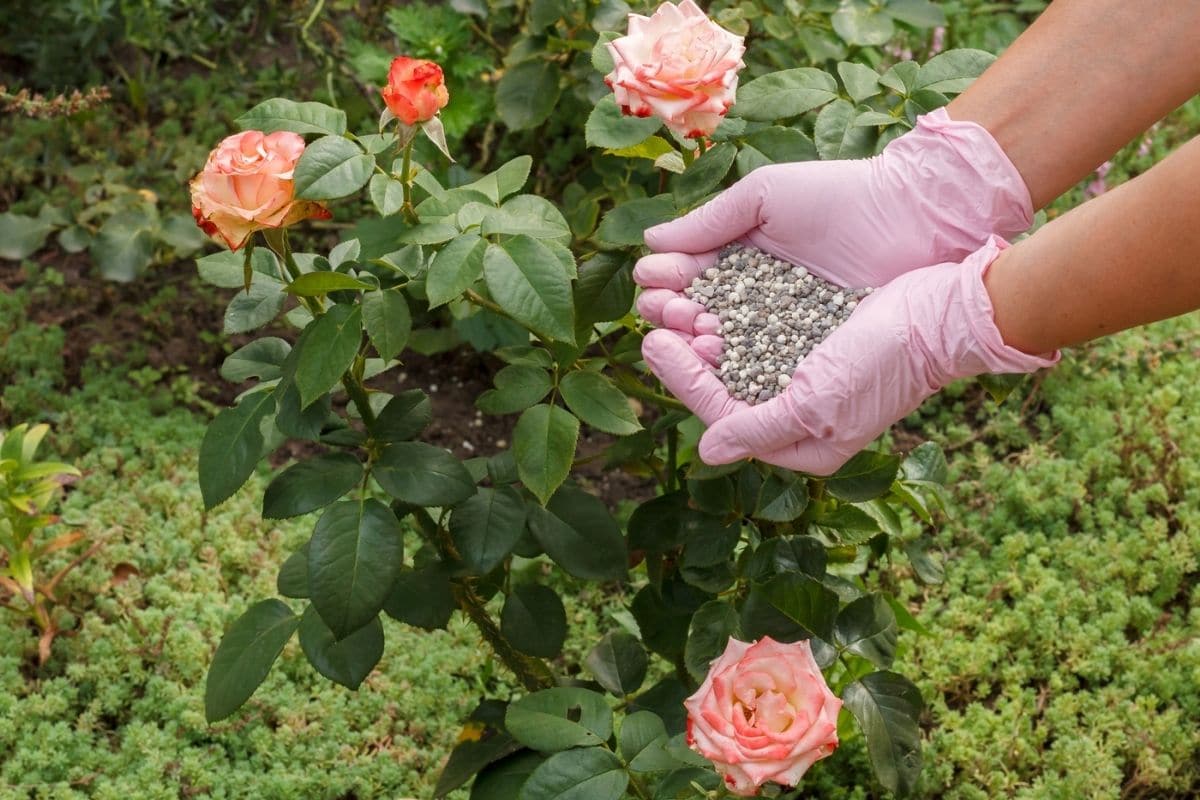 Fertilizare pentru trandafiri – Ce îngrăşământ să alegi