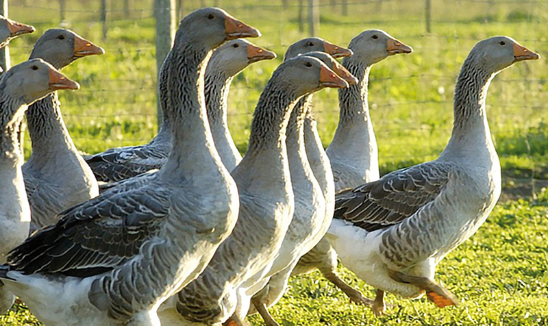 Recensământ agricol 2021. Amendă de până la 5.000 de lei dacă nu spui câte animale şi păsări ai în curte
