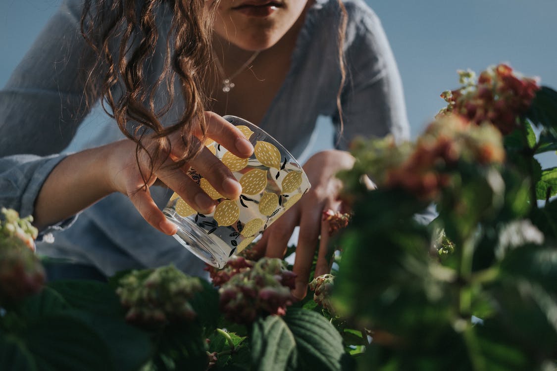 Plantarea corectă a florilor perene. Recomandările specialiștilor GrădinaMax