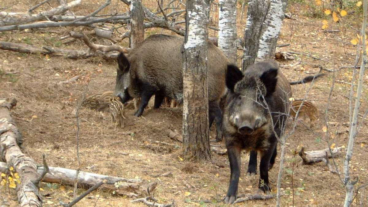 Măsuri aplicate pentru combaterea pestei porcine africane la porc mistreț, în Iași