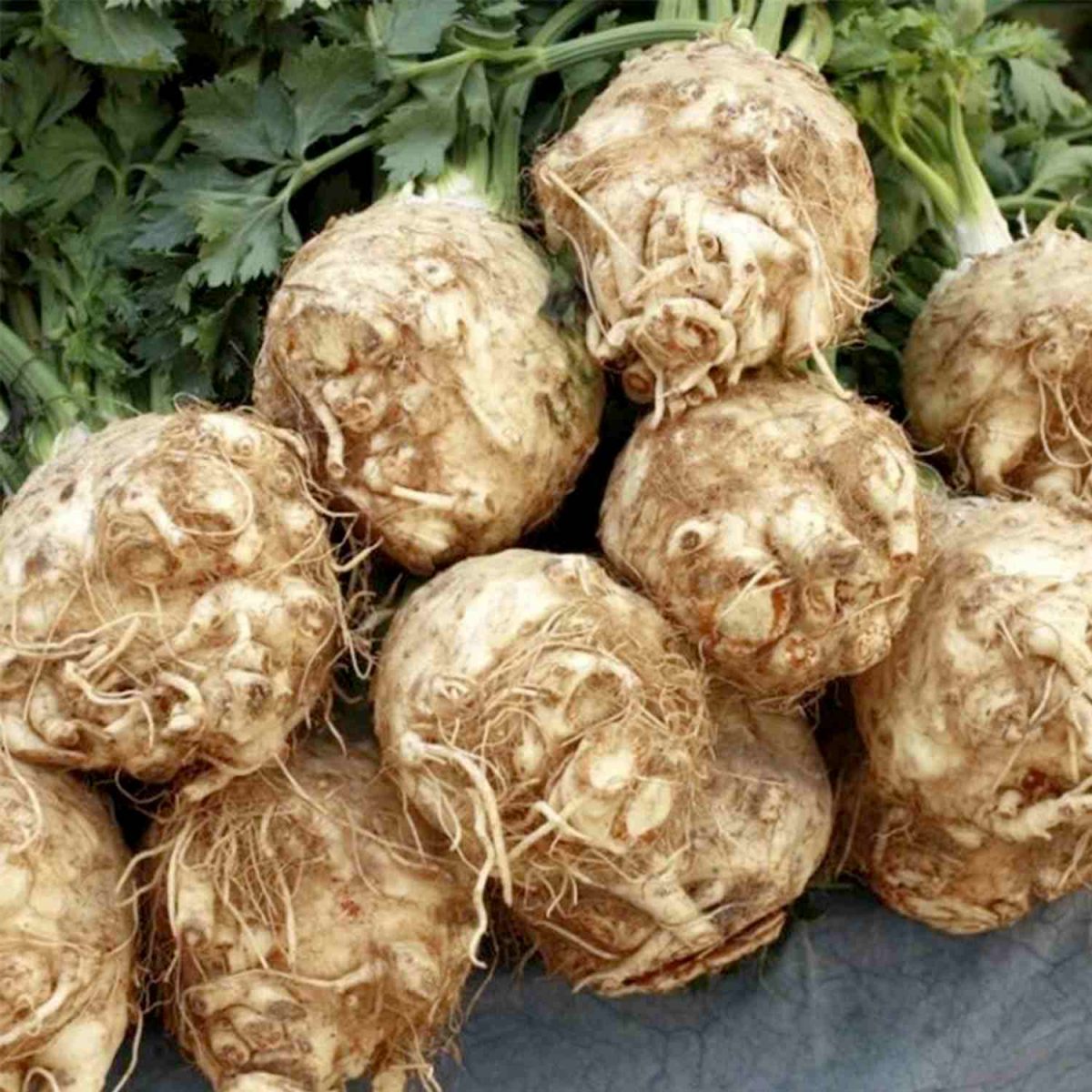 Top 5 beneficii ale telinei pentru sănătate