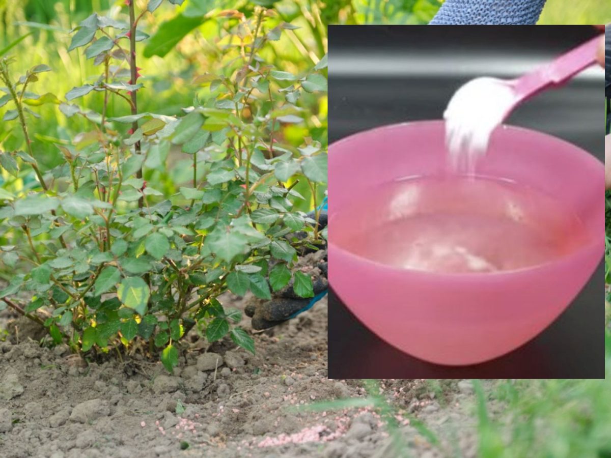 Soluție cu bicarbonat de sodiu pentru trandafiri – La ce îi ajută