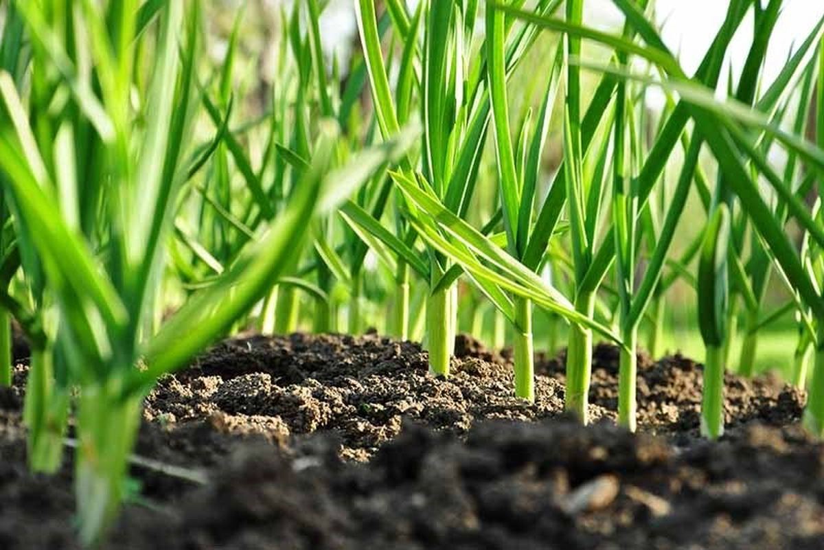 Începe înscrierea în programul de minimis la usturoi. Cultivatorii din Iași pot depune documentele la Direcția Agricolă pentru obținerea ajutorului de 3.000 de euro