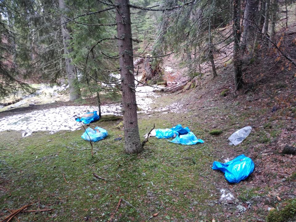 Cadavrele a zeci de câini au fost găsite de oamenii legii! Erau abandonaţi în saci de plastic lângă o râpă – GALERIE FOTO