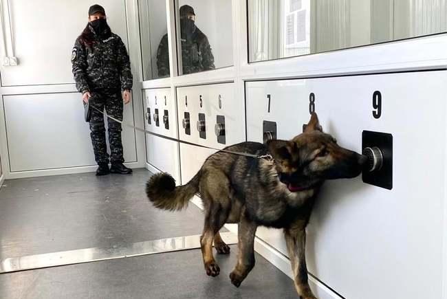 Au apărut câinii special antrenați pentru depistarea persoanelor care suferă de Covid-19. Acestă metodă este mai rapidă decât un test PCR