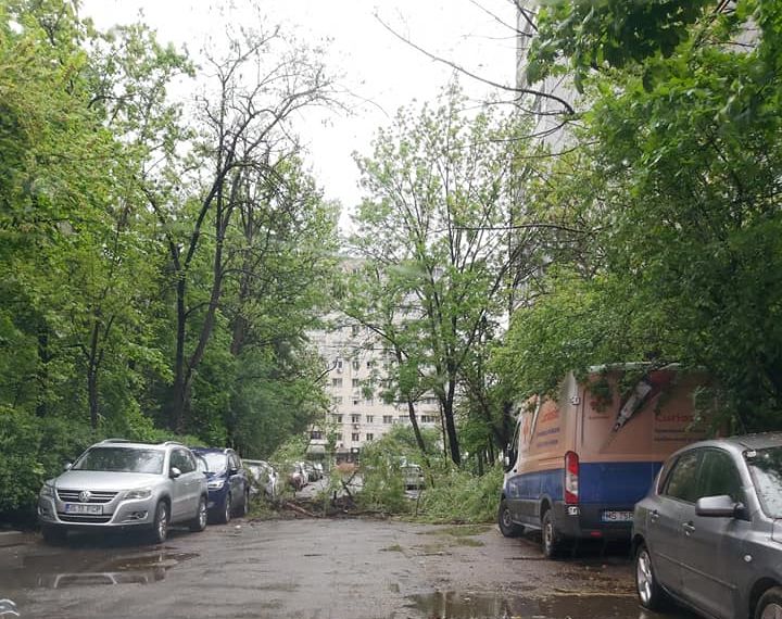 Vasntul puternic face ravagii în Iași! Un copac a căzut pe sos. Nationala din cratierul Alexandru cel bun