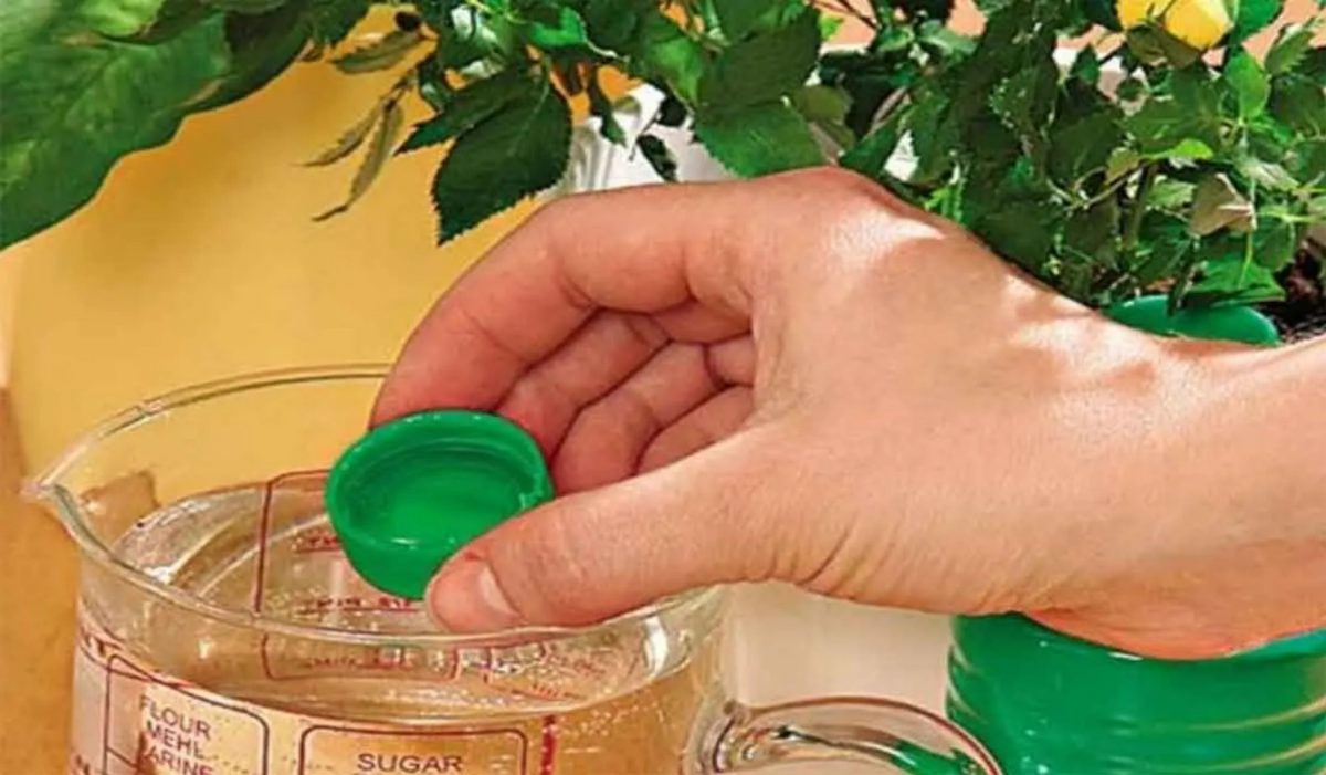 Îngrăşăminte naturale pentru flori de casă. Semne că plantele tale au nevoie de fertilizatori