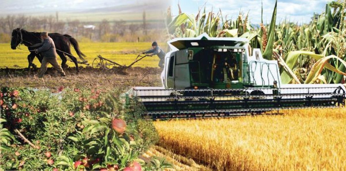 Lucrări agricole în luna iunie. Care este calendarul activităților din prima lună de vară