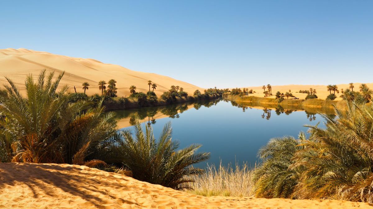 Peste 10 miliarde de copaci vor fi plantați în deșertul din Arabia Saudită