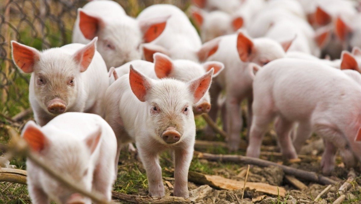 Zeci de focare de pestă porcină africană în România. ANSVSA a făcut anunţul
