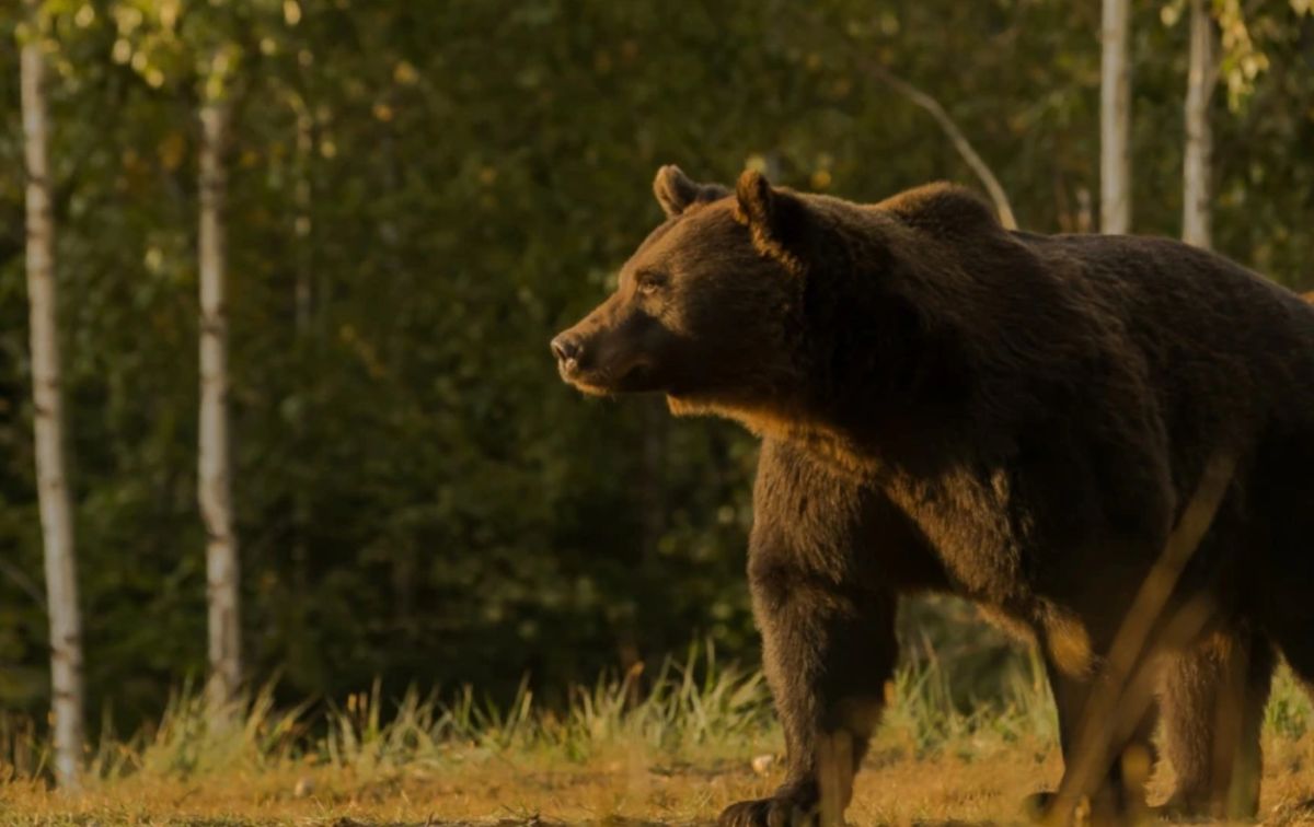 Ursul de aur, împuşcat mortal de un prinţ austriac în judeţul Covasna