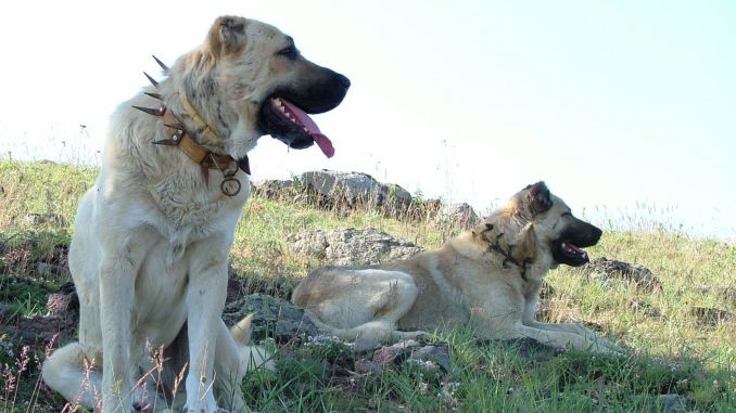 Lecție de viață! Doi câini au continuat să își păzească stăpânul chiar și după moarte