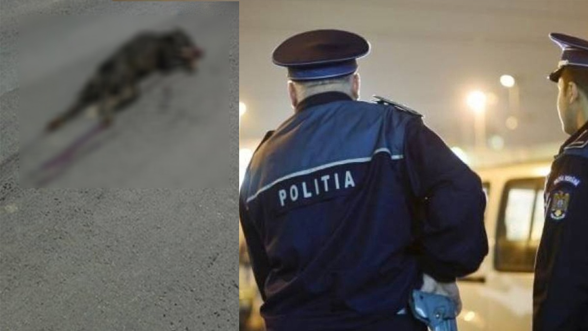 Ce inimă trebuie să ai?! Scene de o violență extremă, pe o stradă din Iași: un individ și-a ucis în bătaie propriul câine! Vecinii au pus mâna pe telefon și au chemat Poliția! (Exclusiv)