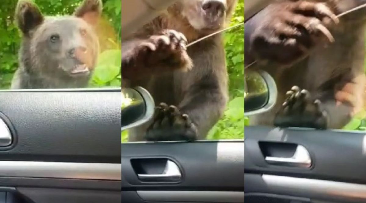 Un nou atac al urşilor în Sinaia. Un turist inconştient a hrănit animalul şi a fost atacat