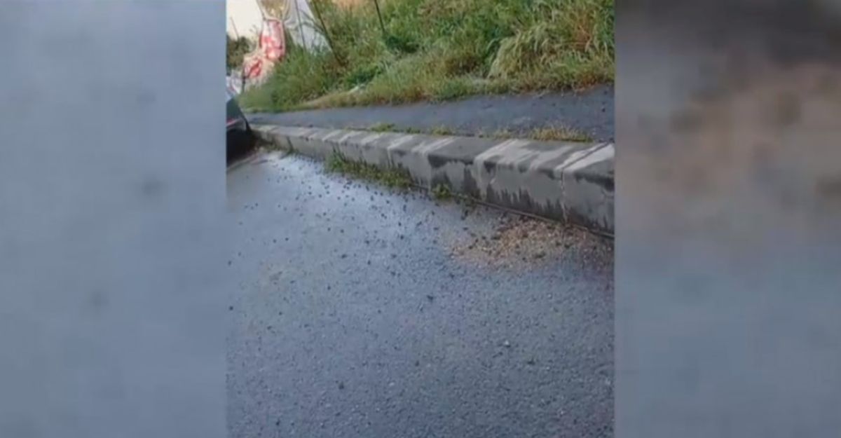 Invazie de broscuțe într-o localitate din România – VIDEO