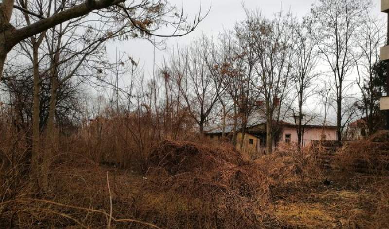 Arbore de 30 de metri lăsat peste o casă din satul Prisecani – EXCLUSIV