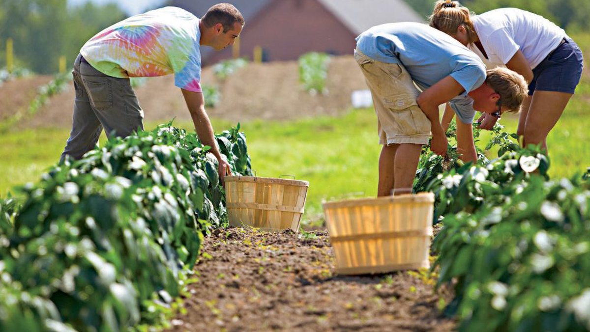 Ieșenii care au culturi de plante aromatice pot depune cererile la APIA până la sfârșitul lunii iunie 2021. Subvențiile care pot fi obținute sunt cuprinse între 150 și 2.600 de euro, la hectar
