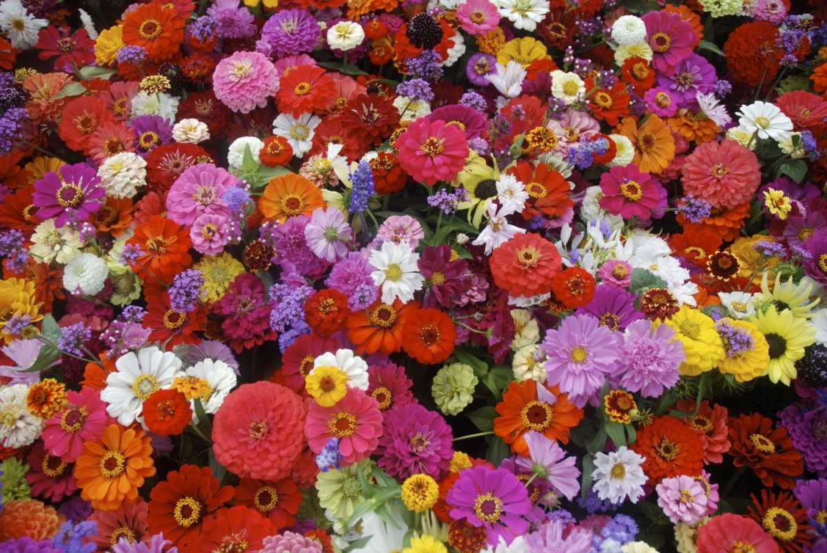 Zodiac floral 2021. Ce spune despre cei patronați de orhidee