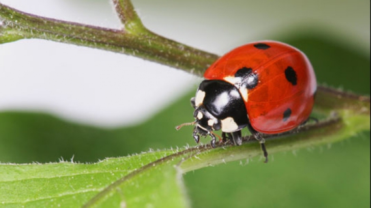 Invazie de gărgărițe la Mamaia. Turiștii, disperați de insectele de pe plajă