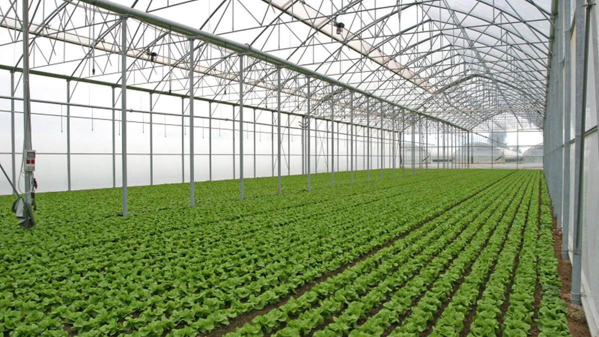 земля sera. промышленные теплицы. ольшаны теплицы. Green house теплицы. робот greenhouse (grow ).