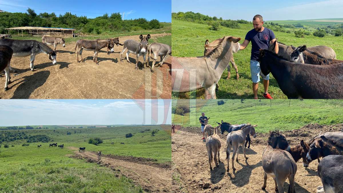 Aici este ferma în care se produce cel mai scump lapte din Iași. Analizele arată că e o adevărată minune: „Putem spune că în proporție de 98 la sută este identic cu laptele matern uman” GALERIE FOTO / VIDEO (Exclusiv)