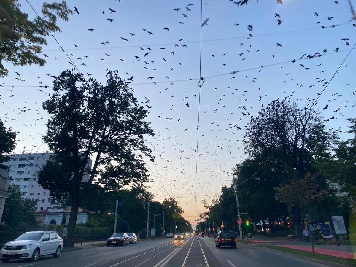 Parcul Copou din Iași este invadat de ciori!- EXCLUSIV, FOTO