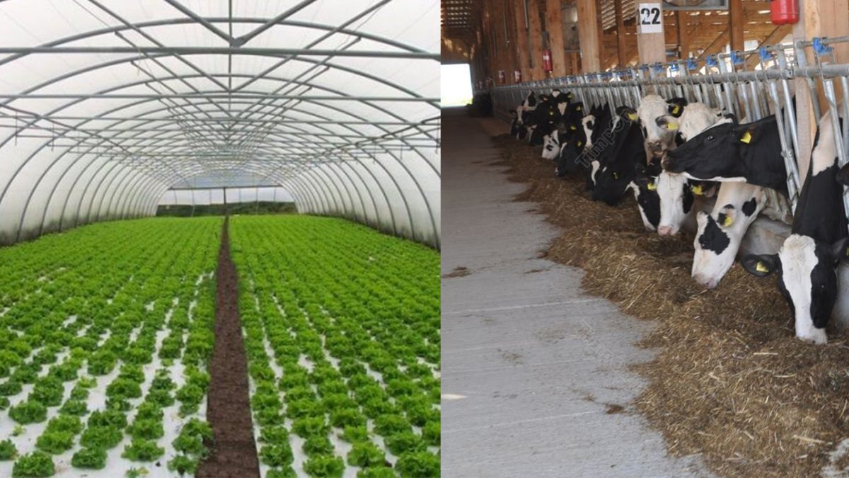 Tinerii din Iași care s-au întors din străinătate vor să investească în ferme zootehnice și sere cu legume. Banii intră în conturi până la sfârșitul anului 2021