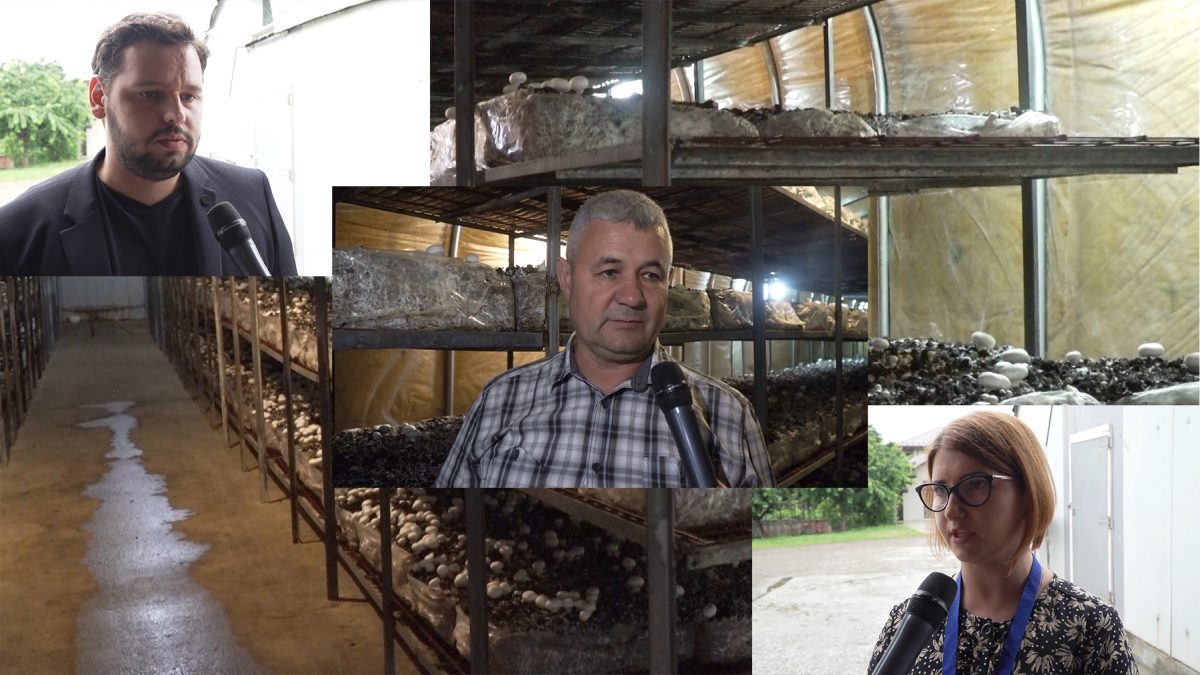 Un afacerist din Iași face minuni cu un teren de 1.000 de metri pătrați! Scoate produse scumpe care ajung pe rafturile celor mai mari supermarketuri. Gabriel Ionescu: „Dacă e spălată, se umflă și nu mai este așa bună” – FOTO / VIDEO