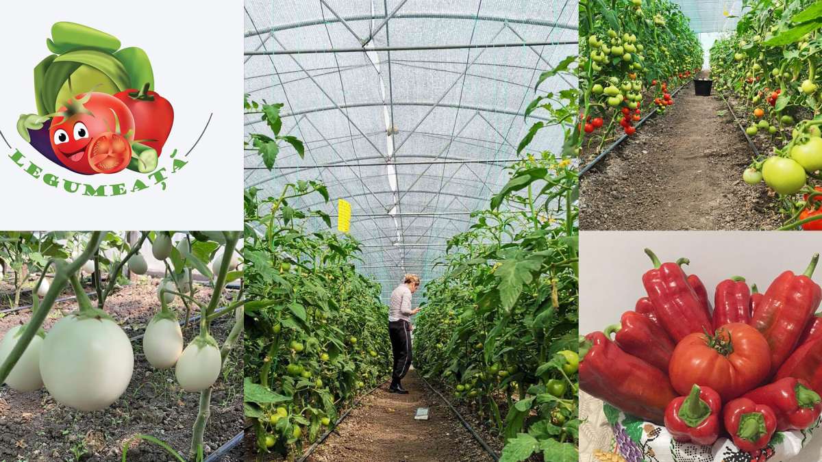 Cum a reușit o tânără din Iași să facă bani din agricultură, cu legume fără chimicale, cultivate după sfaturi din bătrâni. „Feedback-ul pozitiv ne-a determinat ca, în următorul an, să repetăm experiența!” GALERIE FOTO (Exclusiv)
