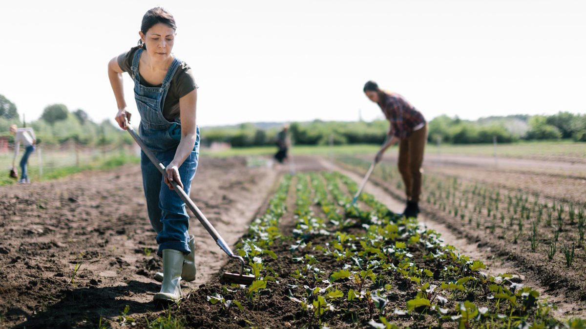 Primii bani europeni intră în august 2021 în conturile tinerilor ieșeni care s-au întors din diaspora. Beneficiarii primesc în total 250.000 de euro pentru dezvoltarea unor afaceri în mediul rural