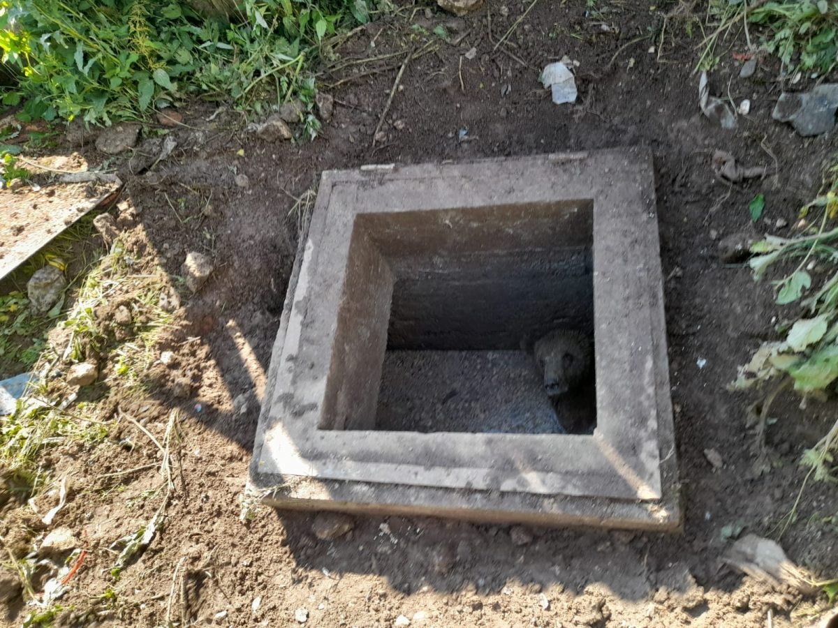 Jandarmii montani au salvat un urs care căzuse într-o fosă septică