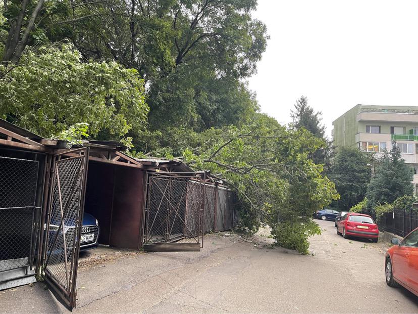 Vremea capricioasă face ravagii la Iași! Un copac a căzut peste un garaj din Copou – EXCLUSIV/ FOTO