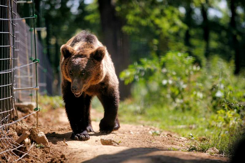 Un nou atac al urşilor. Un bărbat a fost rănit grav în Harghita