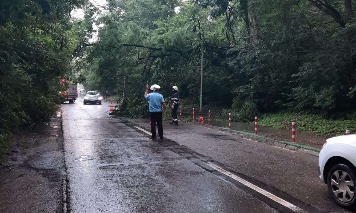 Un copac a căzut pe carosabil în zona de agrement Ciric – EXCLUSIV