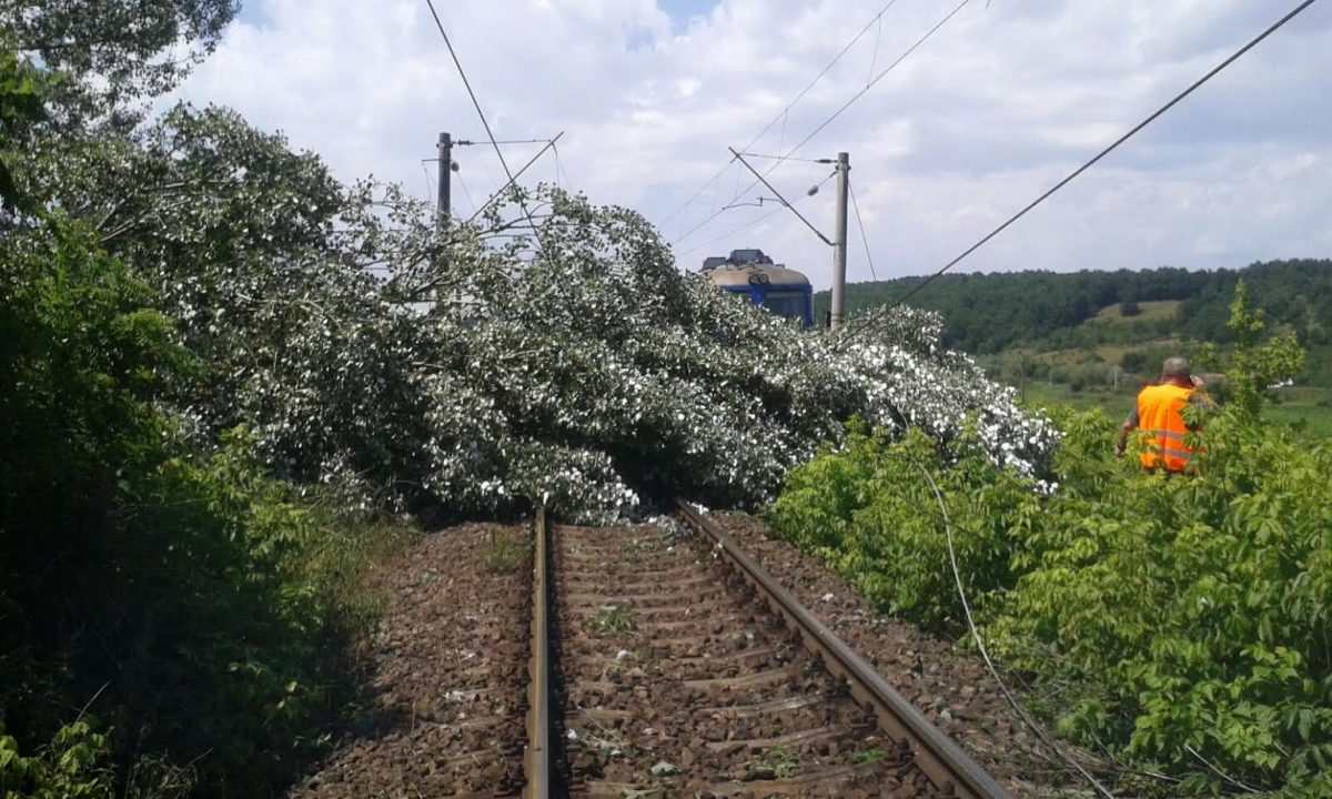 Trenuri întârziate din cauza unor copaci căzuți pe linia de cale ferată între Ilva Mare – Măgura Ilvei