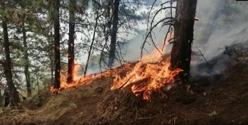 Arde pădurea de pin din Parcul Natural Porțile de Fier! Șase hectare de pădure sunt pârjolite de flăcări