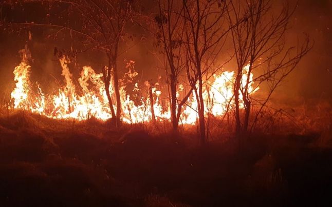 Incendiile, tot mai aproape de România! În Bulgaria, 60 de hectare de pădure au fost distruse de flăcări