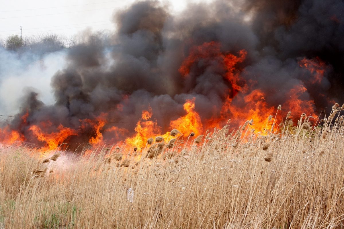Incendiu de vegetație în municipiul Iași! Pompierii au intervenit – EXCLUSIV